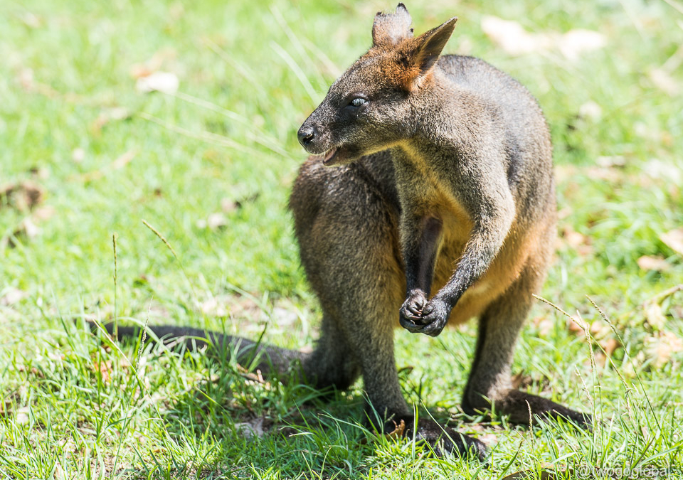 Swamp Wallaby