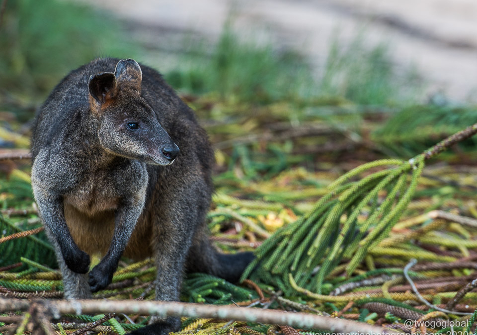 Swamp Wallaby