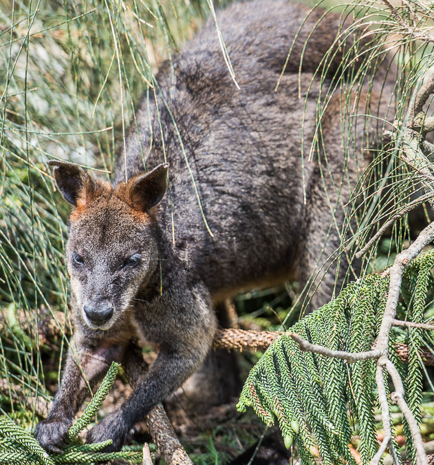 Swamp Wallaby