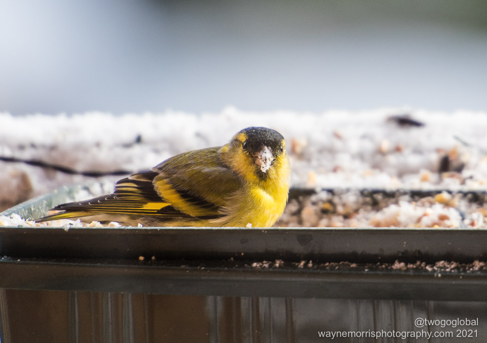 Eurasian Siskin