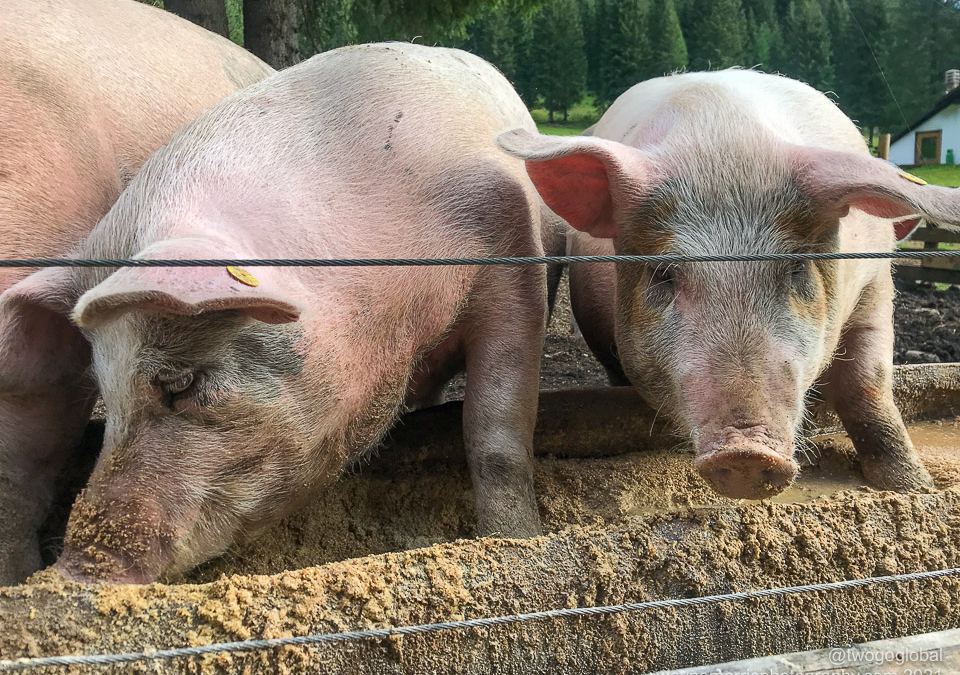 Pigs being pigs!
