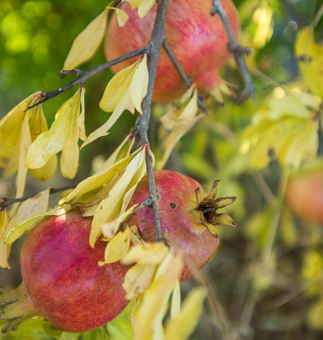 Pomegranates just asking to be eaten