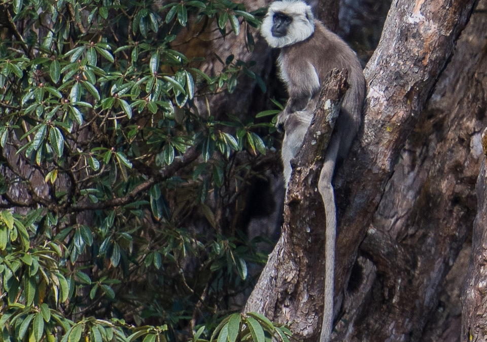 Nepal Gray Langur