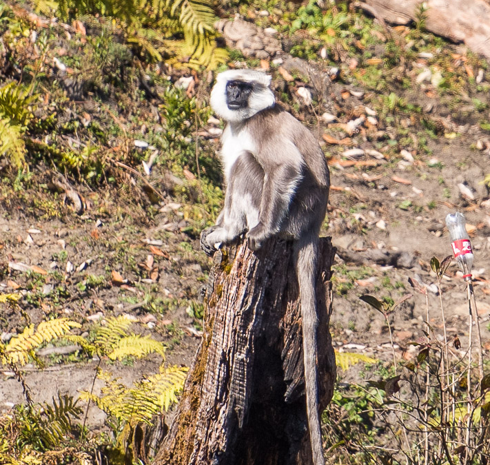 Nepal Gray Langur