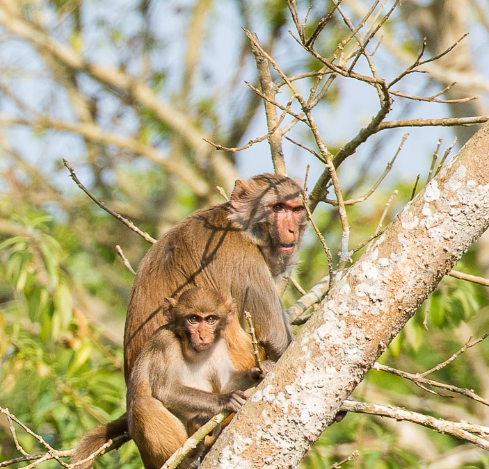 Rhesus Macaques