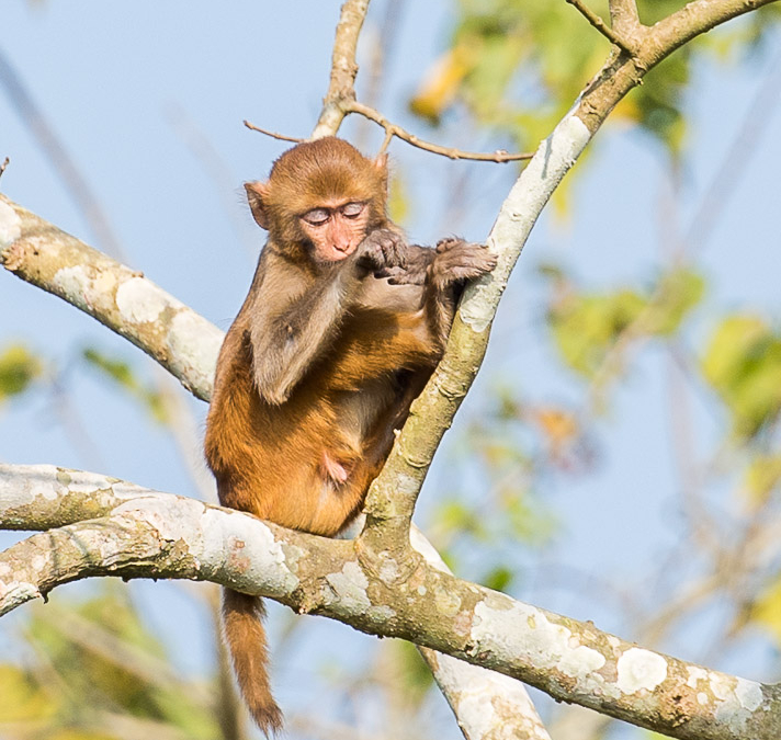 Rhesus Macaque