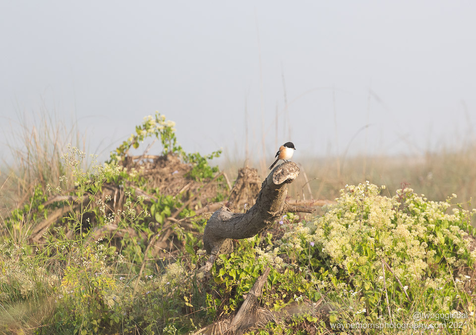 Long-tailed Shrike
