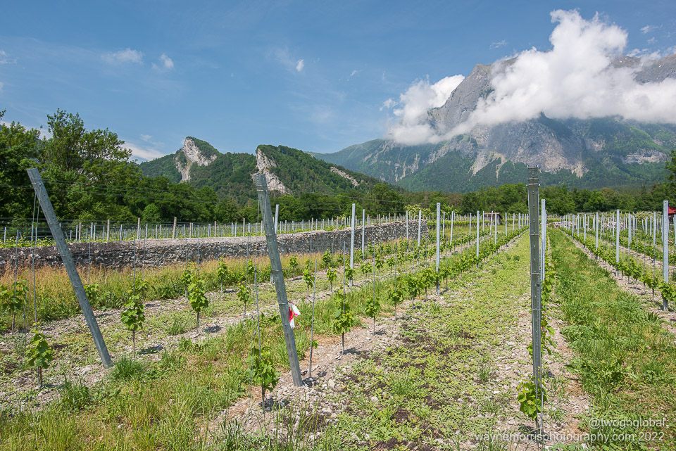 Swiss vineyards were in abundance
