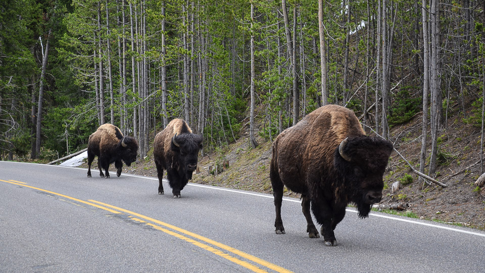 Yogi’s Yellowstone