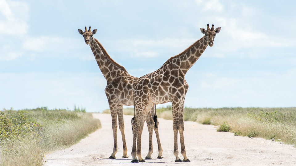 Etosha