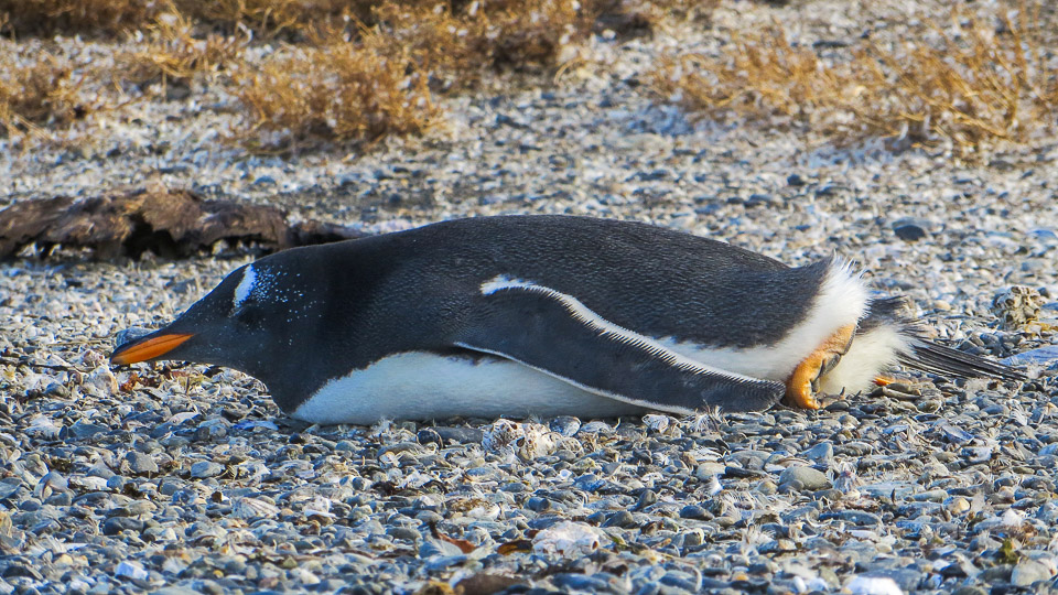 The Penguins of Isla Martillo