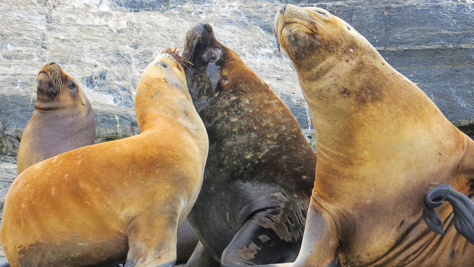 Beagle Channel Sea Lions