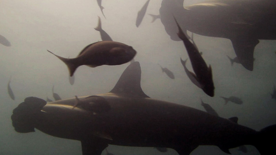 Galápagos, Las Islas Encantadas