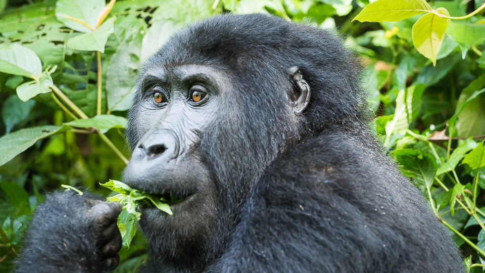 Bunyonyi & Bwindi