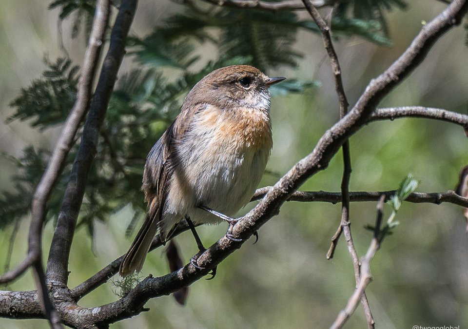 Reunion Stonechat